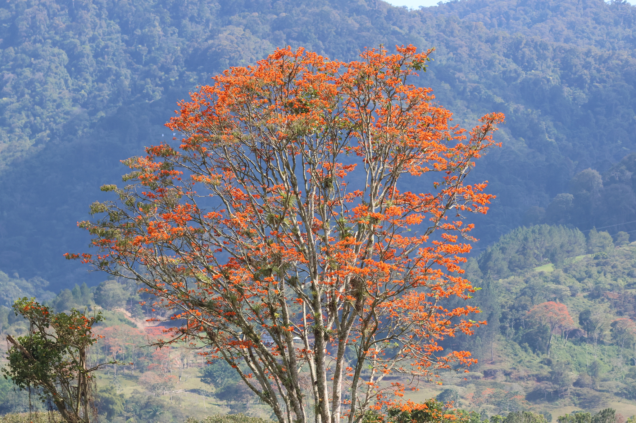 Árbol de Poró en flor con las montañas de Tucurrique al fondo